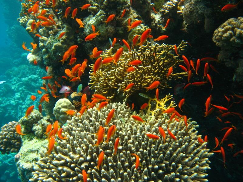 Coral-Reef-Lakshadweep