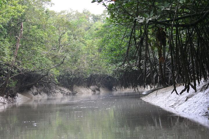Mangrove-Forest-Sundarban