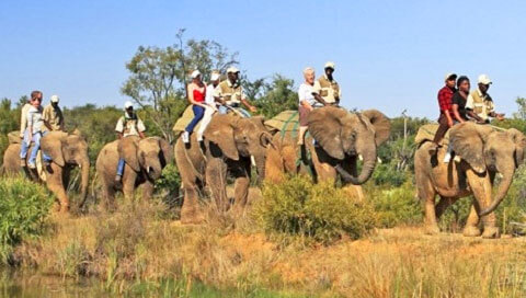 1-zebula-elephant-back-safari-480
